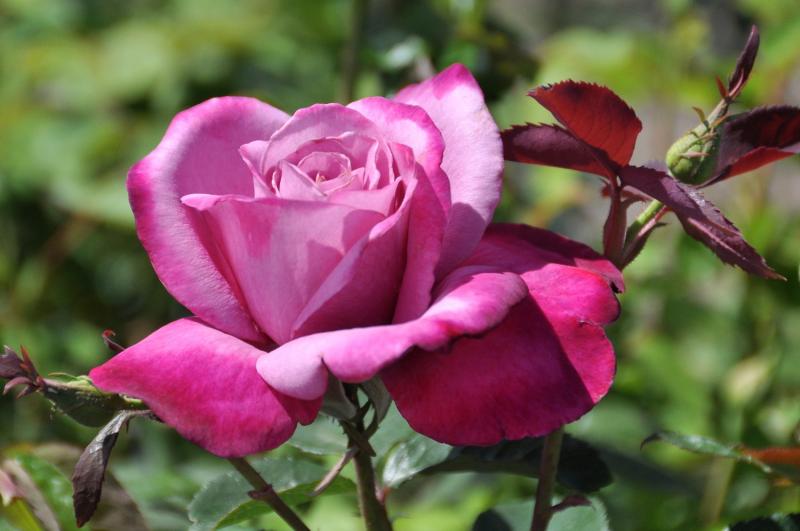 Most Fragrant Roses